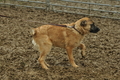 Bouvier des Ardennes / Bild 11 von 165 / 10.03.2019 13:19 / DSC_3671.JPG