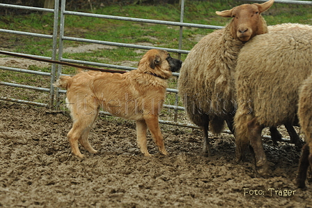 Bouvier des Ardennes / Bild 10 von 165 / 10.03.2019 13:21 / DSC_3705.JPG