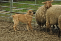 Bouvier des Ardennes / Bild 10 von 165 / 10.03.2019 13:21 / DSC_3705.JPG