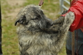 Bouvier des Ardennes / Bild 9 von 165 / 10.03.2019 13:28 / DSC_3744.JPG