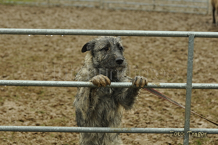 Bouvier des Ardennes / Bild 8 von 165 / 10.03.2019 13:31 / DSC_3771.JPG