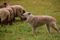 Bouvier des Ardennes / Bild 7 von 165 / 09.08.2021 15:04 / DSC_2011.JPG