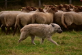 Bouvier des Ardennes / Bild 6 von 165 / 09.08.2021 15:05 / DSC_2032.JPG