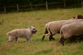 Bouvier des Ardennes / Bild 5 von 165 / 09.08.2021 15:06 / DSC_2056.JPG