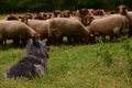 Bouvier des Ardennes / Bild 4 von 165 / 09.08.2021 15:32 / DSC_2378.JPG