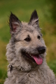 Bouvier des Ardennes / Bild 1 von 165 / 09.08.2021 16:00 / DSC_2659.JPG