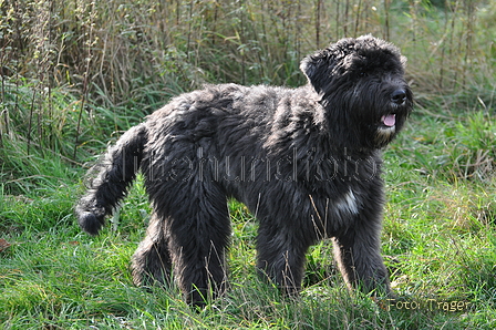 Bouvier des Flandres / Bild 15 von 15 / 22.10.2013 11:16 / DSC_1564.JPG