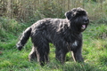 Bouvier des Flandres / Bild 15 von 15 / 22.10.2013 11:16 / DSC_1564.JPG