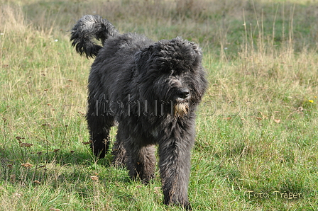 Bouvier des Flandres / Bild 14 von 15 / 22.10.2013 11:18 / DSC_1612.JPG