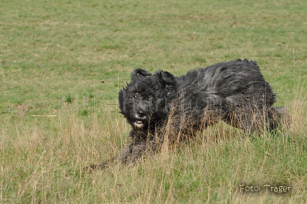 Bouvier des Flandres / Bild 13 von 15 / 22.10.2013 11:19 / DSC_1623.JPG