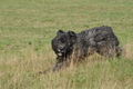 Bouvier des Flandres / Bild 13 von 15 / 22.10.2013 11:19 / DSC_1623.JPG