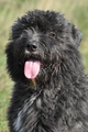 Bouvier des Flandres / Bild 11 von 15 / 22.10.2013 11:20 / DSC_1648.JPG