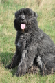 Bouvier des Flandres / Bild 10 von 15 / 22.10.2013 11:20 / DSC_1652.JPG