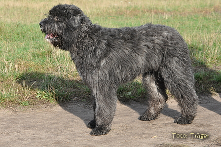 Bouvier des Flandres / Bild 9 von 15 / 22.10.2013 11:24 / DSC_1674.JPG