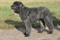 Bouvier des Flandres / Bild 9 von 15 / 22.10.2013 11:24 / DSC_1674.JPG