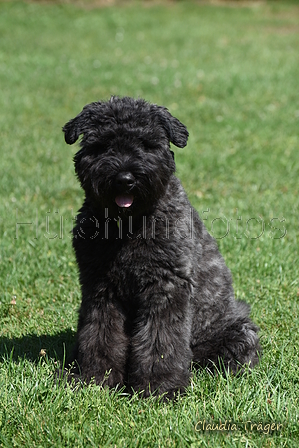 Bouvier des Flandres / Bild 7 von 15 / 02.08.2022 11:37 / DSC_7654.JPG