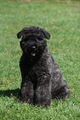 Bouvier des Flandres / Bild 7 von 15 / 02.08.2022 11:37 / DSC_7654.JPG