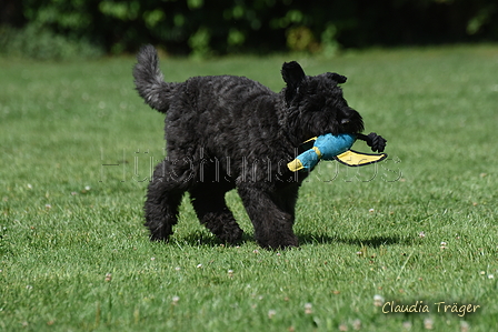 Bouvier des Flandres / Bild 6 von 15 / 02.08.2022 11:42 / DSC_7736.JPG