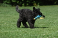 Bouvier des Flandres / Bild 6 von 15 / 02.08.2022 11:42 / DSC_7736.JPG