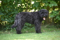 Bouvier des Flandres / Bild 5 von 15 / 02.08.2022 11:45 / DSC_7780.JPG