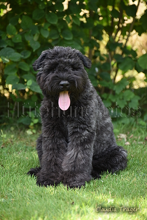 Bouvier des Flandres / Bild 4 von 15 / 02.08.2022 11:47 / DSC_7820.JPG