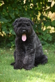 Bouvier des Flandres / Bild 4 von 15 / 02.08.2022 11:47 / DSC_7820.JPG