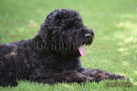 Bouvier des Flandres / Bild 3 von 15 / 02.08.2022 11:48 / DSC_7827.JPG