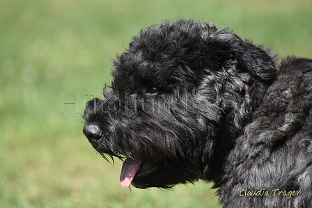 Bouvier des Flandres / Bild 2 von 15 / 02.08.2022 11:56 / DSC_7898.JPG