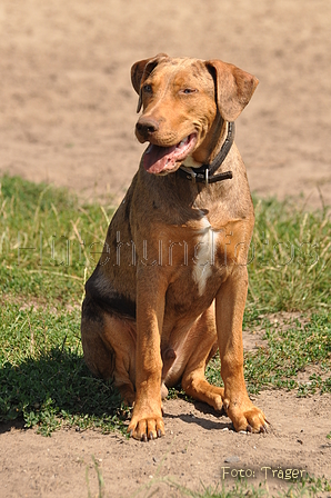 Louisiana Catahoula Leopard Dog / Bild 4 von 4 / 09.08.2015 12:42 / DSC_0979.JPG