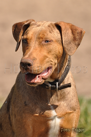 Louisiana Catahoula Leopard Dog / Bild 3 von 4 / 09.08.2015 12:42 / DSC_0981.JPG