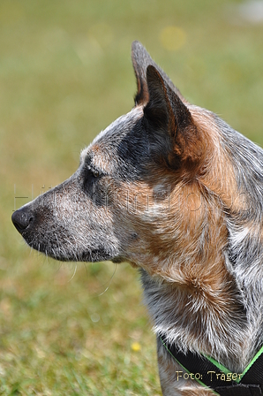 Australian Cattle Dog / Bild 24 von 24 / 15.05.2011 14:38 / DSC_2574.JPG