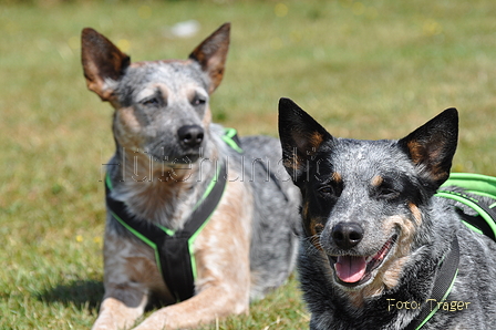 Australian Cattle Dog / Bild 23 von 24 / 15.05.2011 14:38 / DSC_2577.JPG