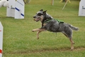 Australian Cattle Dog / Bild 22 von 24 / 15.05.2011 17:52 / DSC_2720.JPG