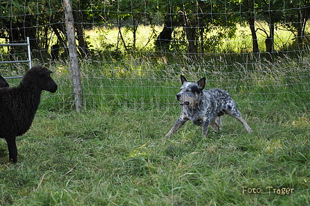 Australian Cattle Dog / Bild 19 von 24 / 19.07.2014 10:27 / DSC_3159.JPG