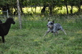 Australian Cattle Dog / Bild 19 von 24 / 19.07.2014 10:27 / DSC_3159.JPG