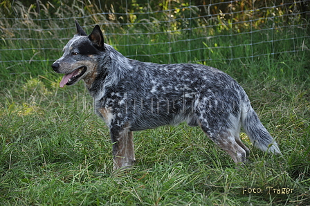 Australian Cattle Dog / Bild 18 von 24 / 19.07.2014 10:27 / DSC_3164.JPG