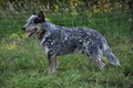 Australian Cattle Dog / Bild 18 von 24 / 19.07.2014 10:27 / DSC_3164.JPG