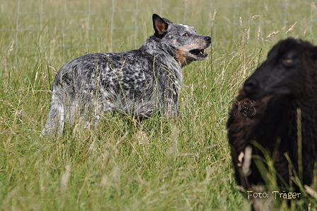 Australian Cattle Dog / Bild 17 von 24 / 19.07.2014 10:31 / DSC_3498.JPG