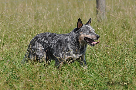 Australian Cattle Dog / Bild 16 von 24 / 19.07.2014 10:32 / DSC_3511.JPG