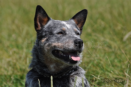 Australian Cattle Dog / Bild 15 von 24 / 19.07.2014 14:14 / DSC_4079.JPG