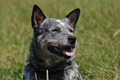 Australian Cattle Dog / Bild 15 von 24 / 19.07.2014 14:14 / DSC_4079.JPG