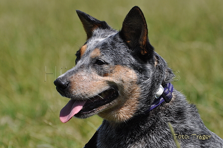 Australian Cattle Dog / Bild 14 von 24 / 19.07.2014 14:14 / DSC_4082.JPG