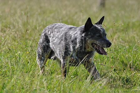 Australian Cattle Dog / Bild 13 von 24 / 19.07.2014 16:32 / DSC_5092.JPG