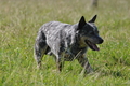 Australian Cattle Dog / Bild 13 von 24 / 19.07.2014 16:32 / DSC_5092.JPG