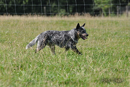 Australian Cattle Dog / Bild 11 von 24 / 19.07.2014 16:34 / DSC_5130.JPG