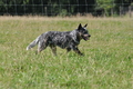 Australian Cattle Dog / Bild 11 von 24 / 19.07.2014 16:34 / DSC_5130.JPG