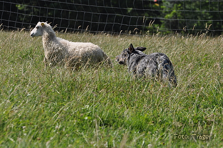 Australian Cattle Dog / Bild 10 von 24 / 19.07.2014 16:35 / DSC_5175.JPG