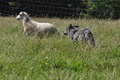 Australian Cattle Dog / Bild 10 von 24 / 19.07.2014 16:35 / DSC_5175.JPG