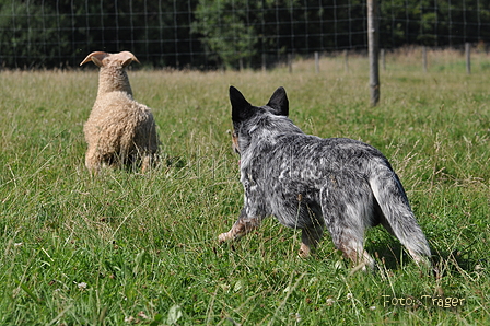 Australian Cattle Dog / Bild 8 von 24 / 19.07.2014 16:36 / DSC_5210.JPG