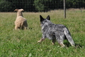 Australian Cattle Dog / Bild 8 von 24 / 19.07.2014 16:36 / DSC_5210.JPG